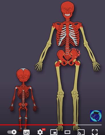 Skeletal System Flashcards Quizlet