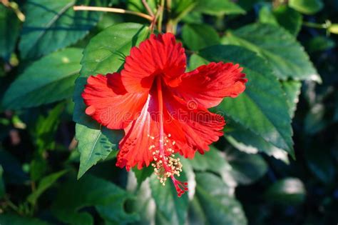 Flor Roja Del Syriacus Del Hibisco Imagen De Archivo Imagen De Rose