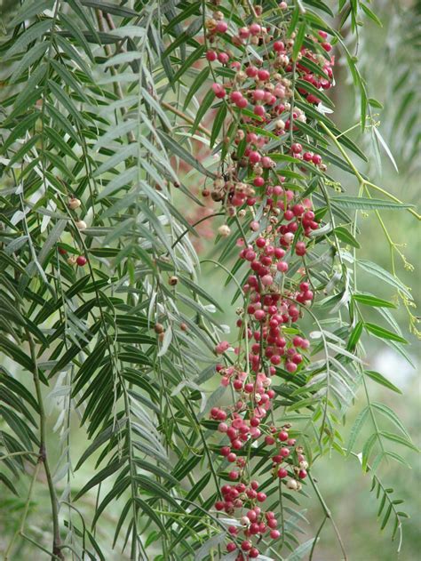 Шинус мягкий (71 фото) - фото - картинки и рисунки: скачать бесплатно