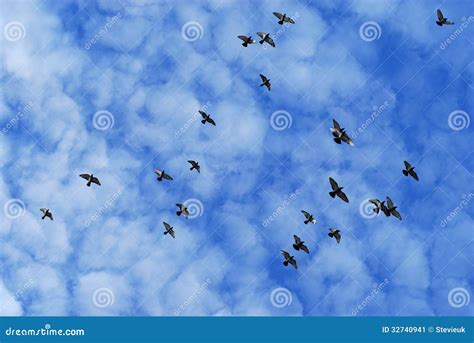 Pigeon flock flying stock image. Image of racing, clouds - 32740941