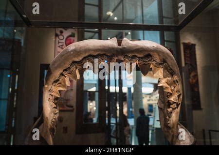 Megalodon Shark Jaw replica mount in Smithsonian Stock Photo - Alamy