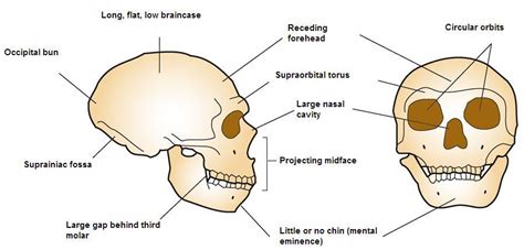 31. Homo antecessor | The History of Our Tribe: Hominini