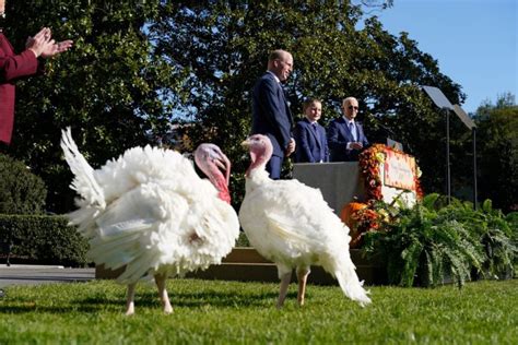 In photos: President Joe Biden pardons turkeys for Thanksgiving - All Photos - UPI.com