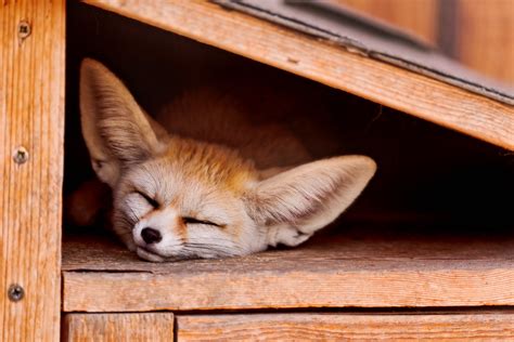 Sleeping Fennec Fox Fennecs Are Just Plain Cute With Their Flickr