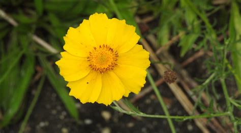 How to Plant, Grow and Care For Coreopsis Flowers