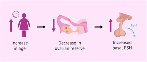 Ovarian Reserve Tests What They Are And How To Interpret Them