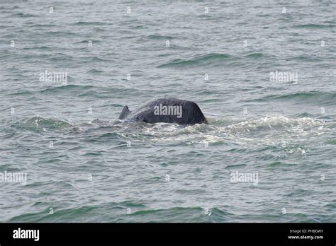 Sperm whale diving Stock Photo - Alamy