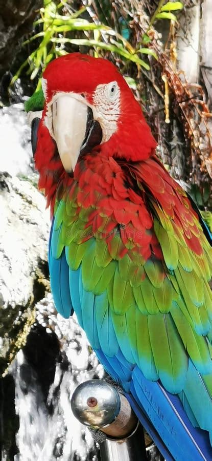 Macaws Are A Group Of Long Tailed New World Parrots That Are Often