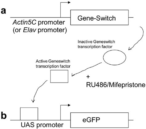 Diagram Of Gene Switch Conditional Gene Expression System The