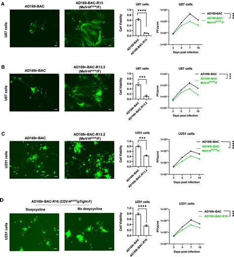 Oncolytic cytomegaloviruses expressing EGFR-retargeted fusogenic