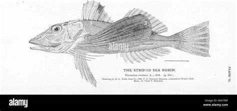 50922 Striped Sea Robin Stock Photo Alamy