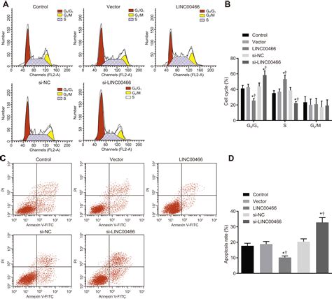 Tumor Promoting Activity Of Long Noncoding RNA LINC00466 In Lung