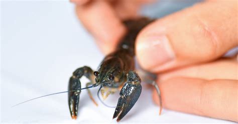 Kampf Gegen Invasive Arten Der Edelkrebs Am Niederrhein Hat Es Nicht