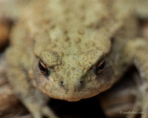 Crapaud Commun Bufo Bufo Amphibiens Bassin De Jardin