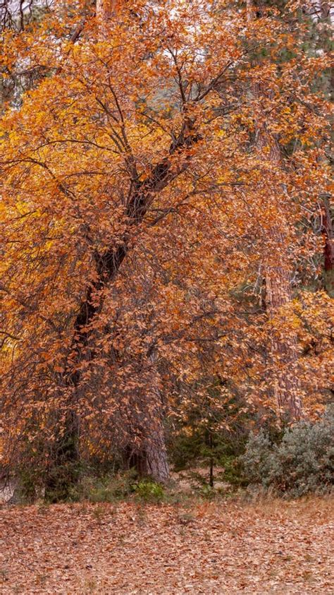 Arbres Dans Le Parc National De Yosemite Image Stock Image Du Course