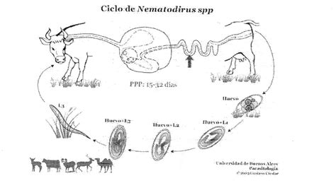 Parasitologia Veterinaria