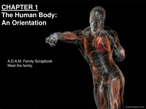 PPT CHAPTER 1 The Human Body An Orientation PowerPoint Presentation