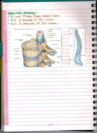 Embryology Of Neural Tube (Lecture) | PDF