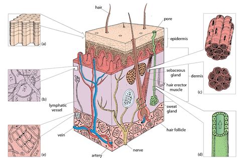 Histology Microscopy Anatomy And Disease Week 2 Figure 2 Structure