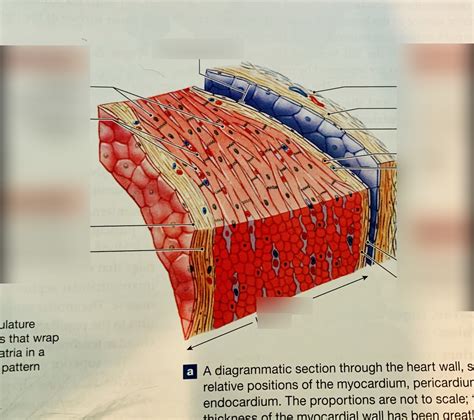 Gross Anatomy Heart Wall Structure And Histological Section Diagram