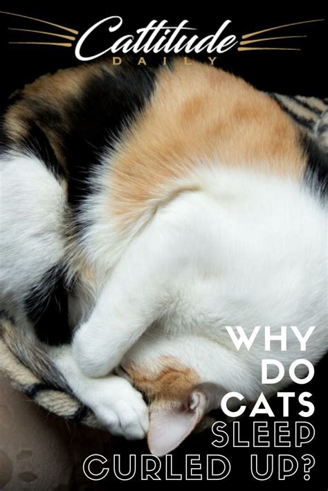 Why Do Cats Curl Up When They Sleep Artofit