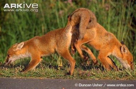 Pin By Trichard On Enregistrements Rapides In Red Fox Fox