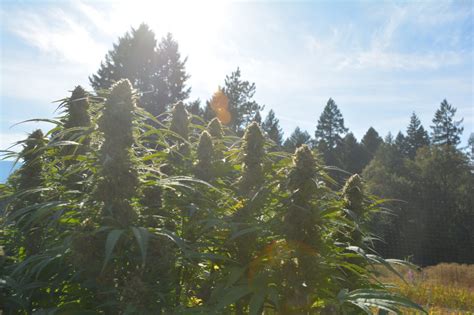 New Cannabis Classification • Grow Magazine
