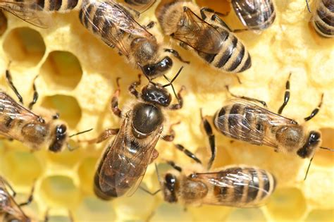 How Is A Honey Bee Colony Structured? - Mann Lake Bee & Ag Supply