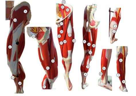 extremities diagram quizlet