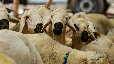 Sungurlu Da Kurban Kesim Yerleri Belli Oldu Orum Haber Orum Son