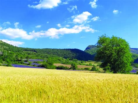 Le petit épeautre de Haute Provence une filière organisée en fort