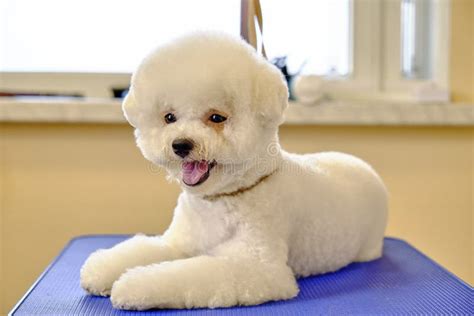 A Bichon Frise Dog With A Pedigree New Hairstyle Lies On A Grooming