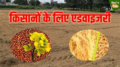 Advisory For Farmers गेहूं और सरसों की खेती करने वाले क‍िसान इन बातों का रखें खास ध्यान