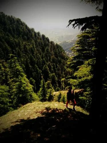 Best Hikes And Trails In Shimla Water Catchment Wildlife Sanctuary