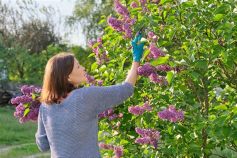 How To Plant Lilac Bushes For A Gorgeous Pop Of Purple Happysprout