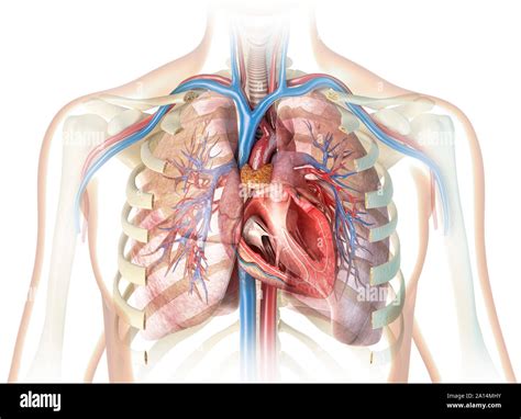 Rib Cage Heart And Lungs Human Heart Cross Section With Vessels The