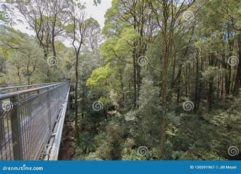 Otway Fly Treetop Walk stock image. Image of ascended - 130591967