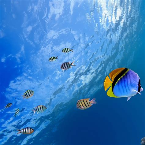 [74+] Tropical Fish Wallpapers | WallpaperSafari