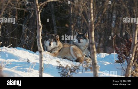 Eurasian wolf pack Stock Videos & Footage - HD and 4K Video Clips - Alamy