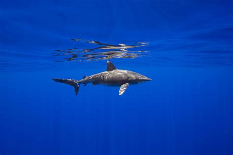 Island Exposure Inc Underwater Fine Art Photography Underwater