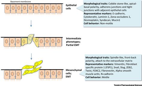 Epithelial Mesenchymal Transition Cancer