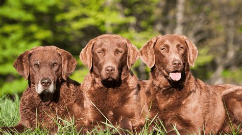 Chesapeake Bay Retrievers Breed Profile