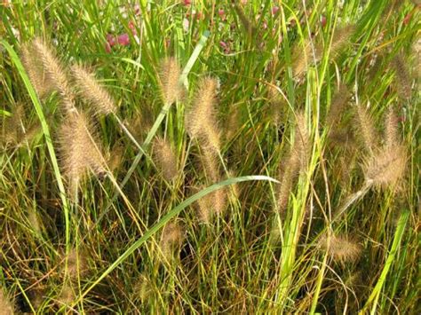 Herbe Aux Couvillons Pennisetum Alopecuroides Planter Cultiver