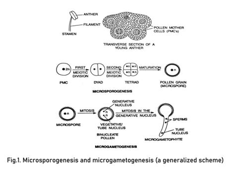 Modes Of Reproduction In Crop Plants Ppt