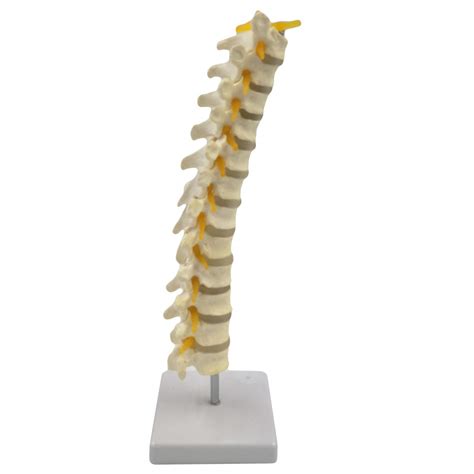 Buy Human Spine Model With Stand Life Size Spine Model Include