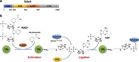 Post-translational regulation of ubiquitin signaling - PMC 