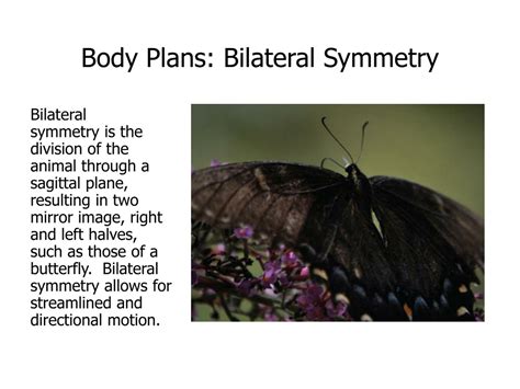 PPT - Animal Diversity PowerPoint Presentation, free download - ID:1180201