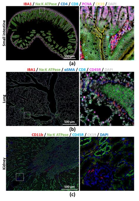 Multiple Cycles Of Immunostaining Were Performed On FFPE Tissue