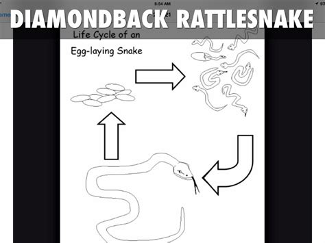 Rattlesnake Life Cycle Stages