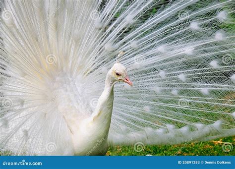 Albino Pfau Stockbild Bild Von Feder Tier Pfau Albino